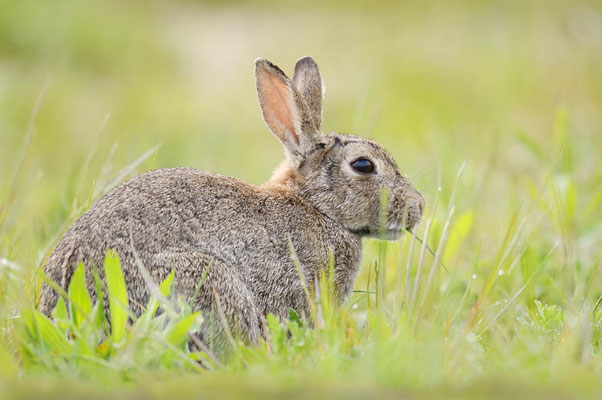 Wildkaninchen (Oryctolagus cuniculus) / ch197526