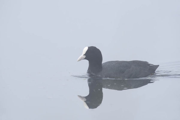 Blässhuhn (Fulica atra) / ch167192