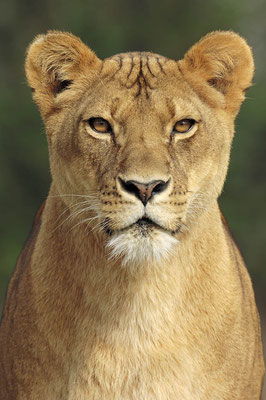 Löwe (Panthera leo) / ch047928