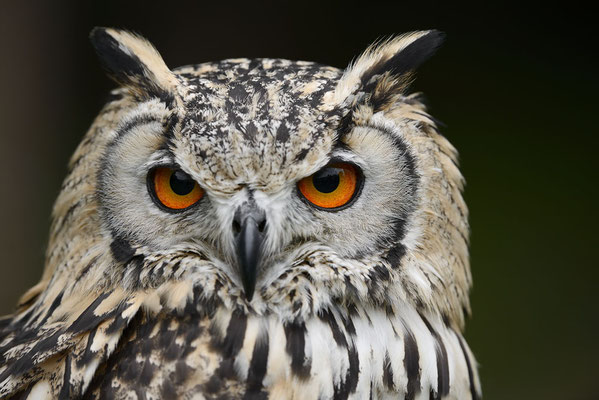 Bengalenuhu oder Indischer Uhu (Bubo bengalensis) / ch134324