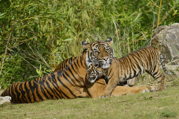 Sumatra-Tiger (Panthera tigris sumatrae) / ch139303