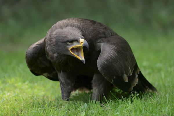 Steppenadler (Aquila nipalensis) / ch131778