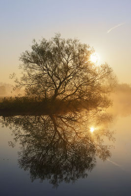 Silber-Weide (Salix alba) / ch187534