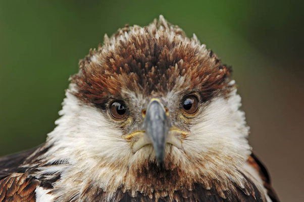 Schreiseeadler (Haliaeetus vocifer) / ch045289