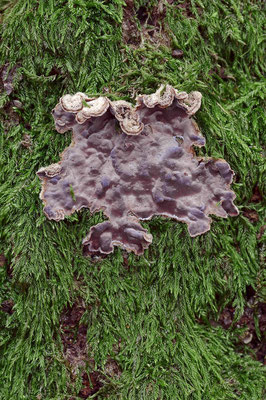 Violetter Knorpelschichtpilz (Chondrostereum purpureum) / ch102849
