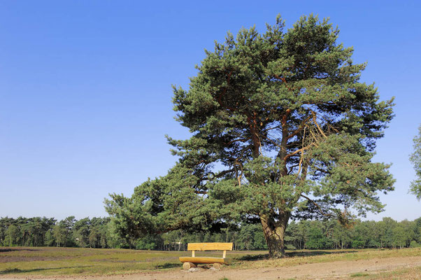 Gemeine Kiefer (Pinus sylvestris) in Heidelandschaft / ch027632