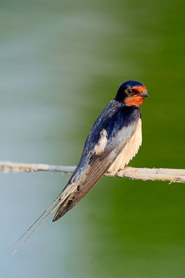 Rauchschwalbe (Hirundo rustica) / ch075190