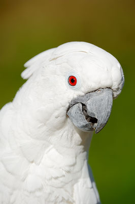 Weißhaubenkakadu (Cacatua alba) / ch131122