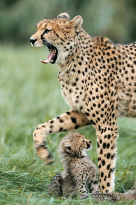 Gepard (Acinonyx jubatus) / chs06651