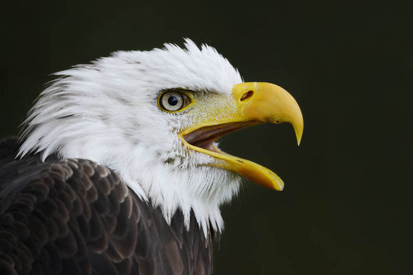 Weißkopfseeadler (Haliaeetus leucocephalus) / ch134147