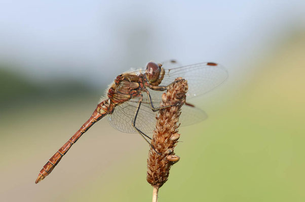 Gemeine Heidelibelle (Sympetrum vulgatum) / ch151845