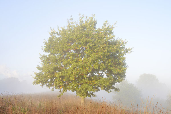 Stieleiche (Quercus robur) / ch184919