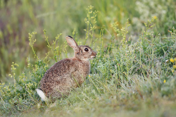 Wildkaninchen (Oryctolagus cuniculus) / ch195614