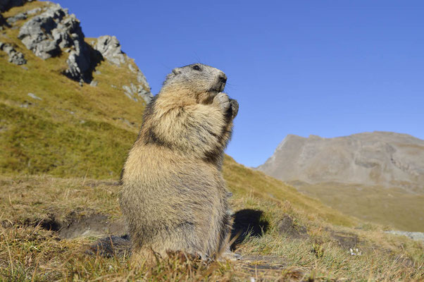 Alpenmurmeltier (Marmota marmota) / ch163863