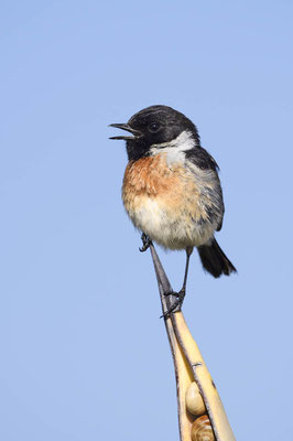 Schwarzkehlchen (Saxicola rubicola) / ch180219