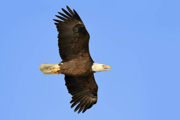 Weißkopfseeadler (Haliaeetus leucocephalus) / ch065961