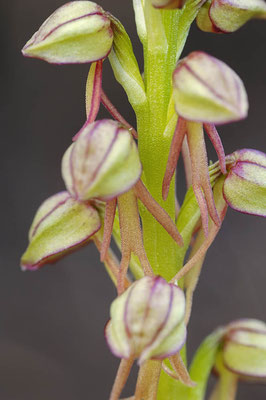 Puppenorchis (Aceras anthropophorum) / ch052613