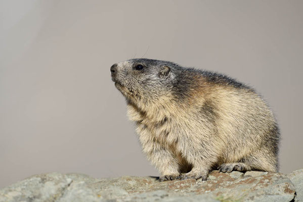 Alpenmurmeltier (Marmota marmota) / ch164373