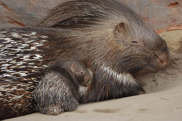 Indisches Weißschwanz-Stachelschwein (Hystrix indica) / ch032027