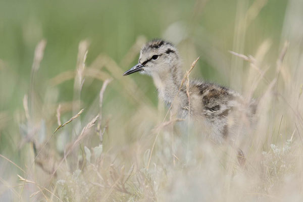 Rotschenkel (Tringa totanus) / ch182592