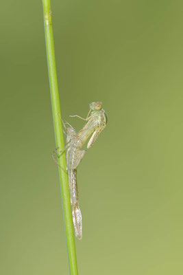  Gemeine Weidenjungfer (Lestes viridis, Chalcolestes viridis) / ch138151