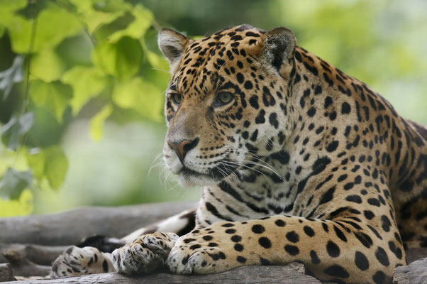 Jaguar (Panthera onca) / ch145428