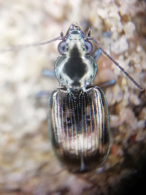 Veränderlicher Ahlenläufer (Bembidion varium) RL RLP V