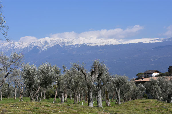 Golf Bogliaco Gardasee Italien