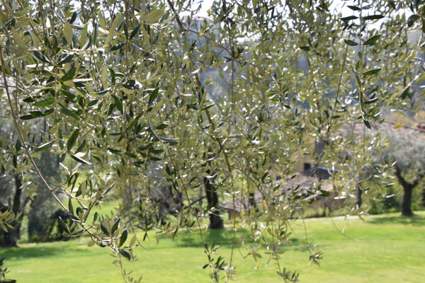Golf Bogliaco Gardasee Italien