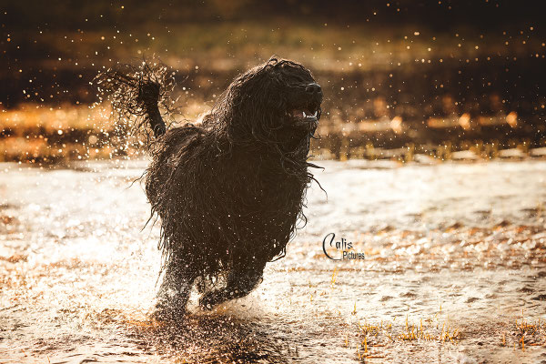 Photo: Calis Pictures