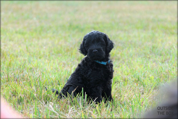 hellblau/ light blue - Hündin / female  - A-Wurf OUTSIDE THE BOX