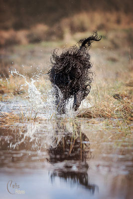 Photo: Calis Pictures