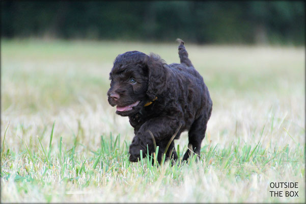 goldgelb/ gold yellow - Rüde/ male  -  A-Wurf OUTSIDE THE BOX