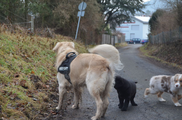 Hunde haben wir auch getroffen
