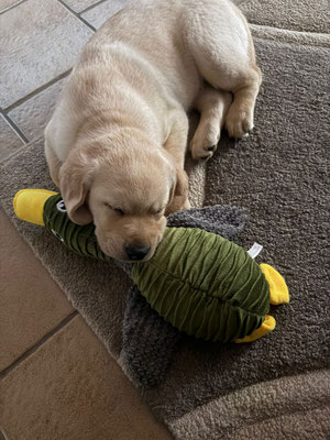 Gatsby, wird frühzeitig auf Enten konditioniert :-)