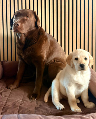 Fibi und Tara