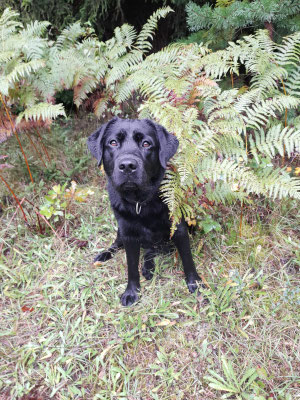 Darcy