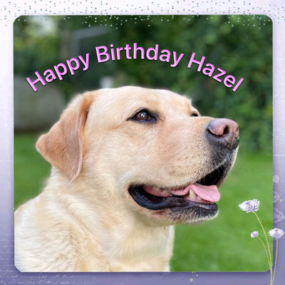 Hazel- 