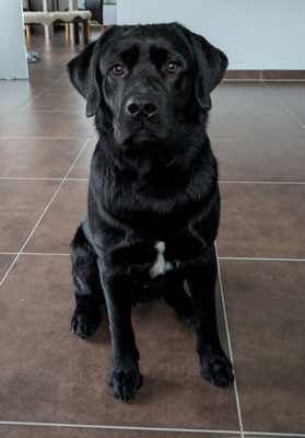 Barney