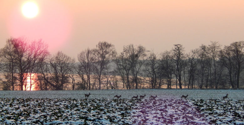 Abendstimmung am Röddelinsee.