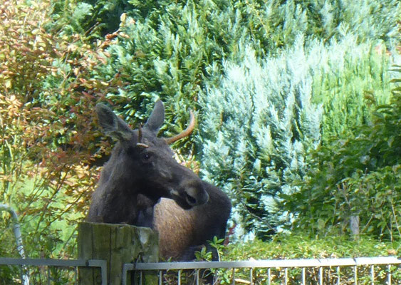 Ein verirrter Elch am Bürgergarten in Templin.