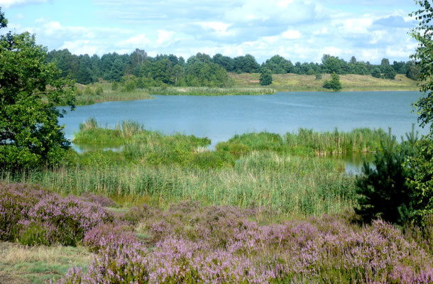 Tangersdorfer Heide August 2017.