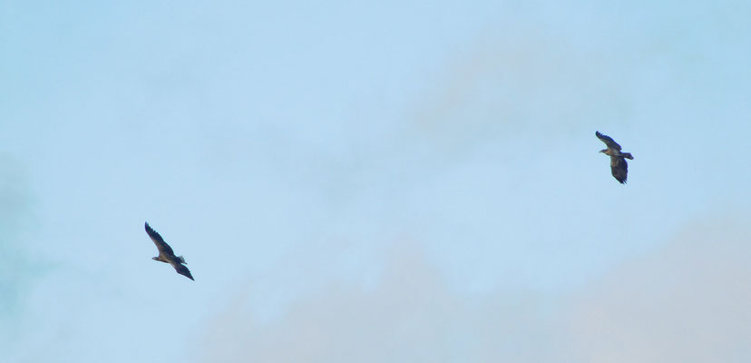 Seeadler.