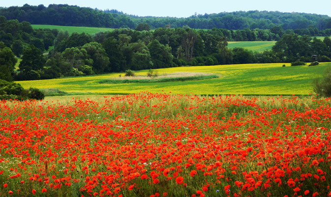 Uckermark Juni 2020.