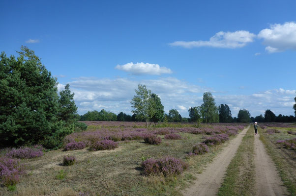 Tangersdorfer Heide August 2017.