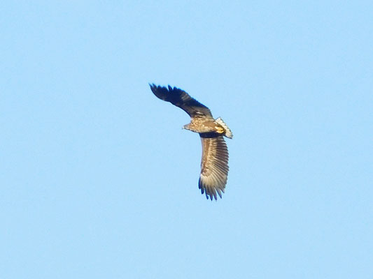 Seeadler.