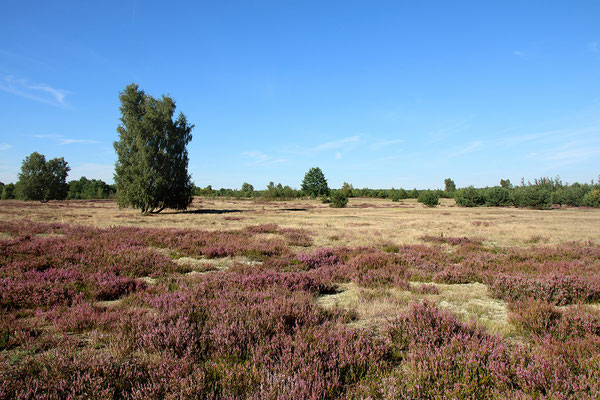 Heidelandschaft bei Beutel (Foto Gunnar Heussen).