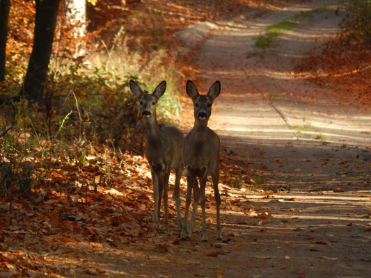 Rehe - ganz zutraulich.
