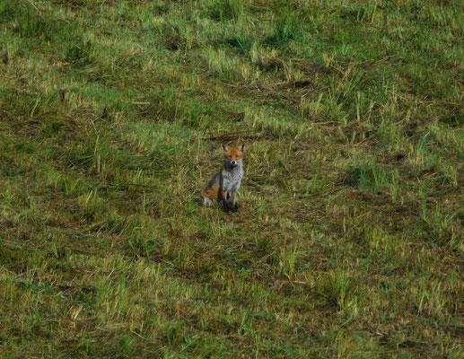 Ein Fuchs auf unserer Wiese.