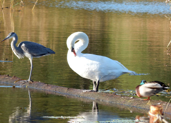 Wasservögel am Templiner Kanal.
